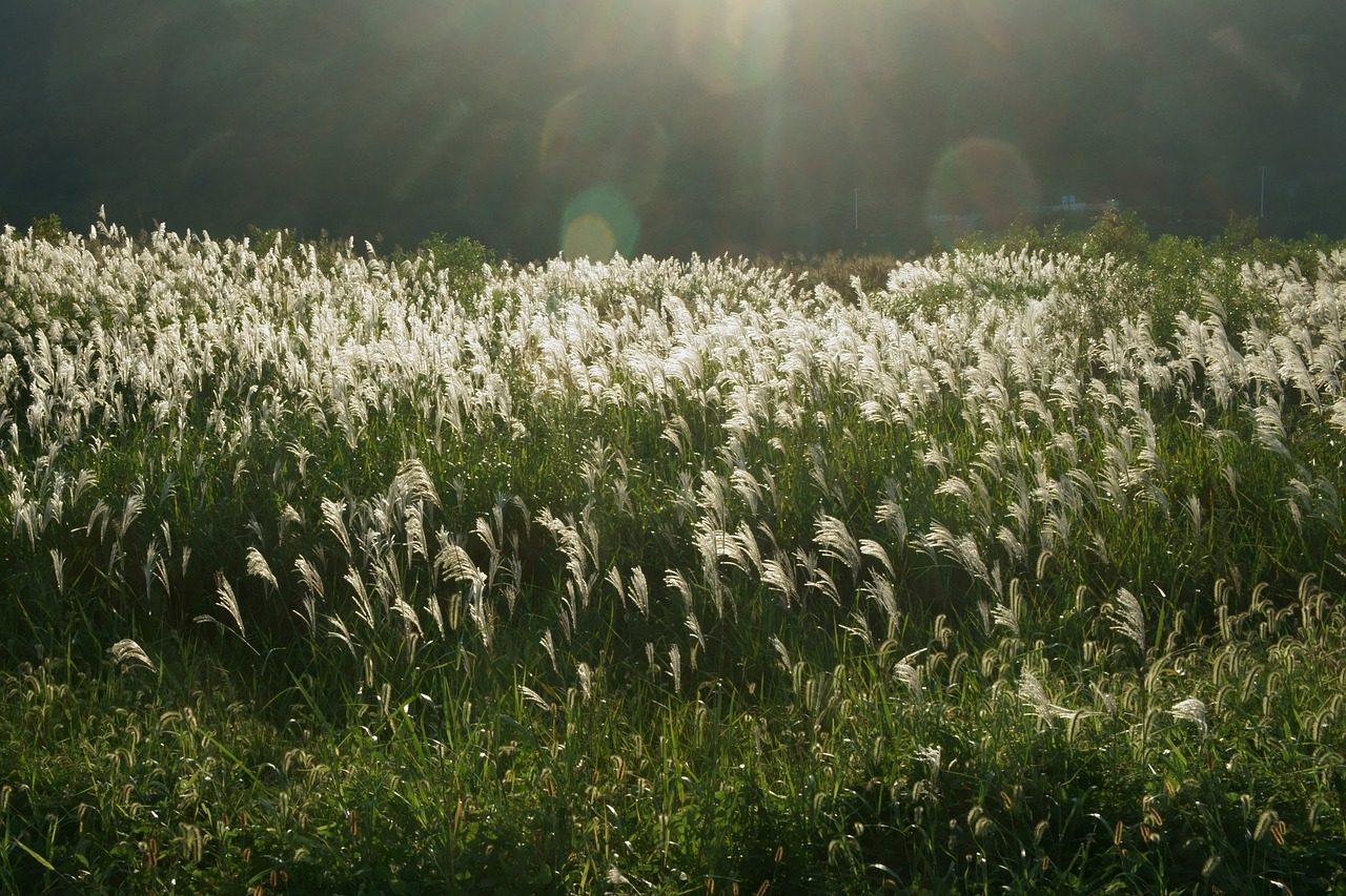 autumn silver grass nature free photo