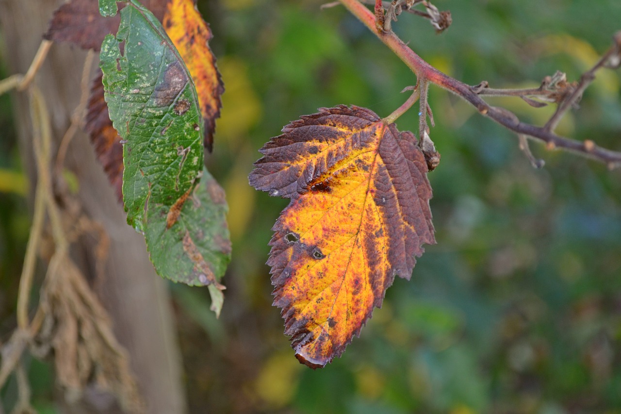 autumn season leaves free photo