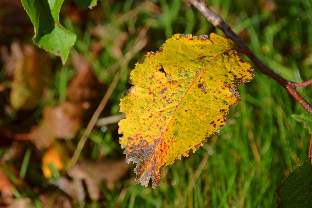 autumn season leaves free photo