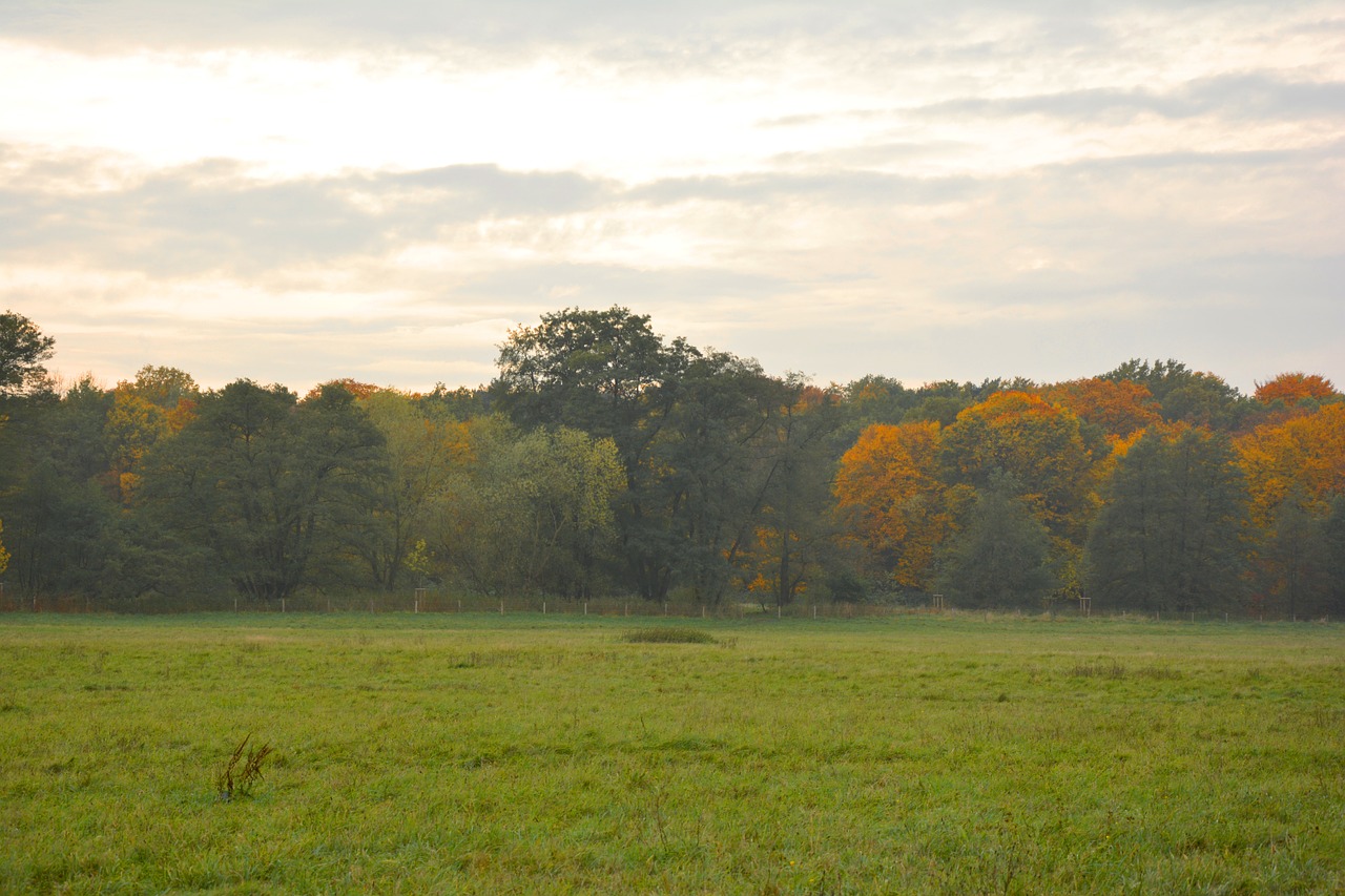 autumn autumn meadow emerge free photo