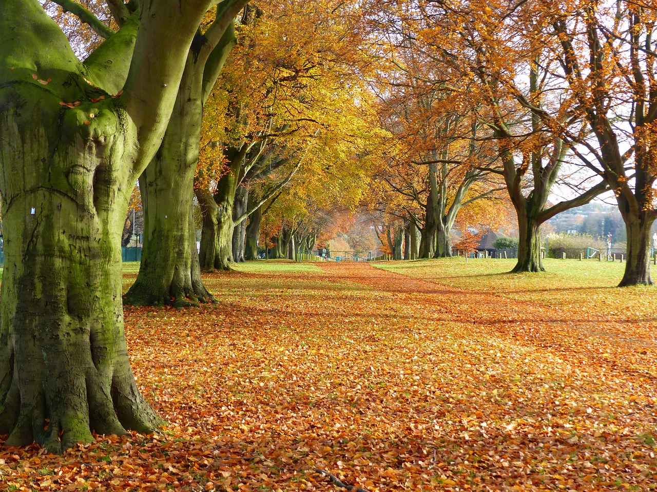 autumn trees leaves free photo
