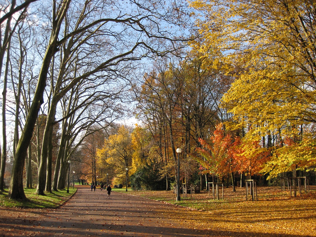 autumn park lyon free photo