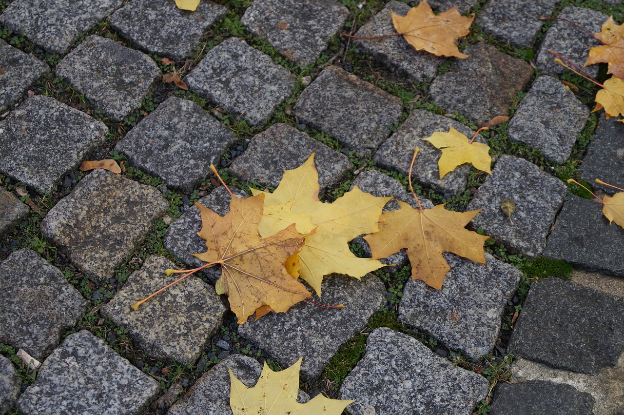 autumn leaves leaves in the autumn free photo