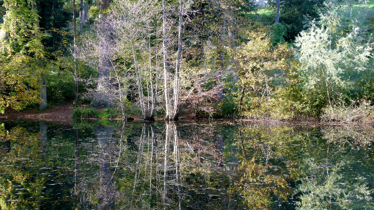 autumn forest waldsee free photo