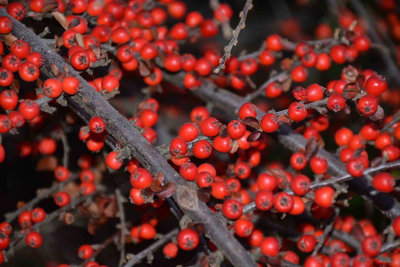 autumn crop autumn berries and crop free photo