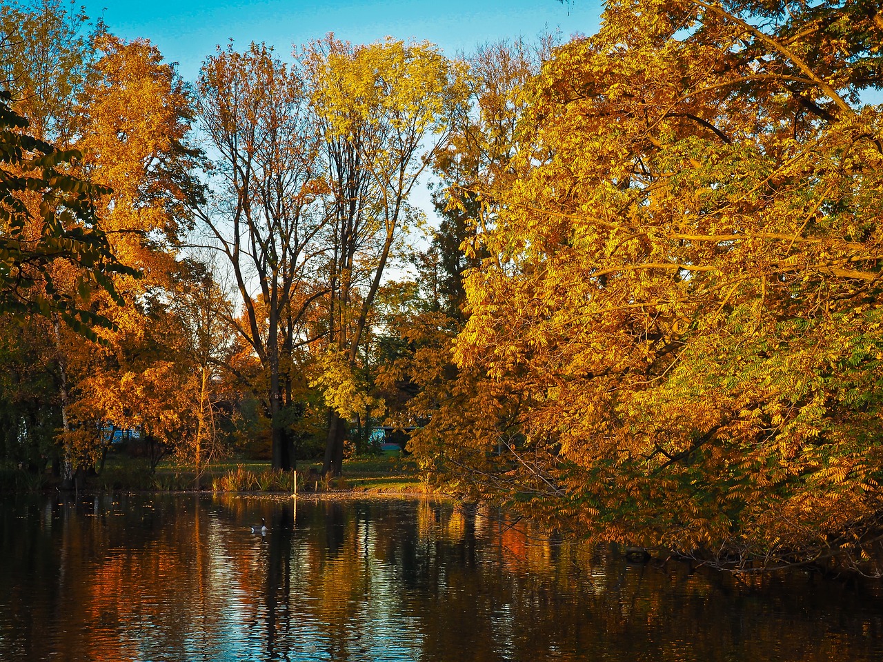 autumn leaves golden autumn free photo