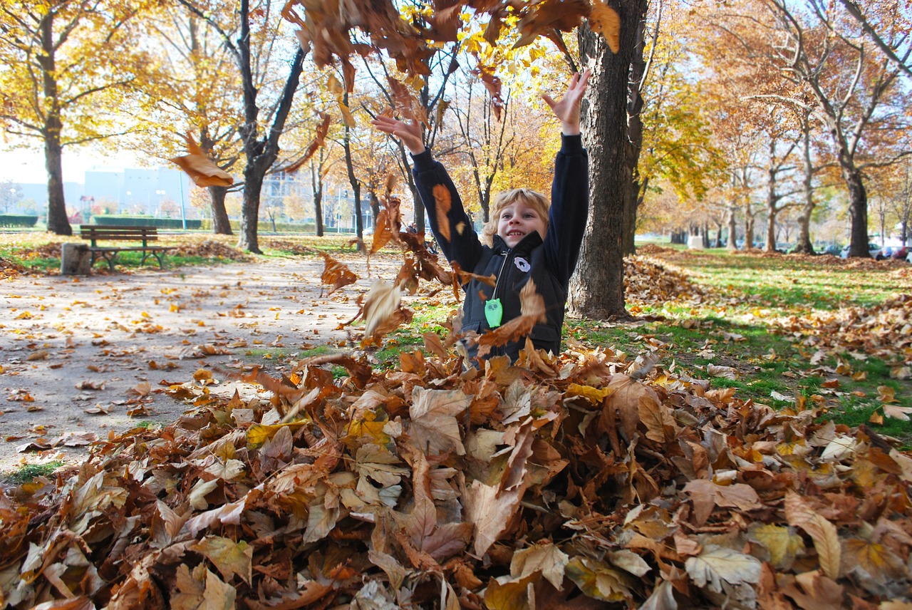 autumn leaves playing free photo