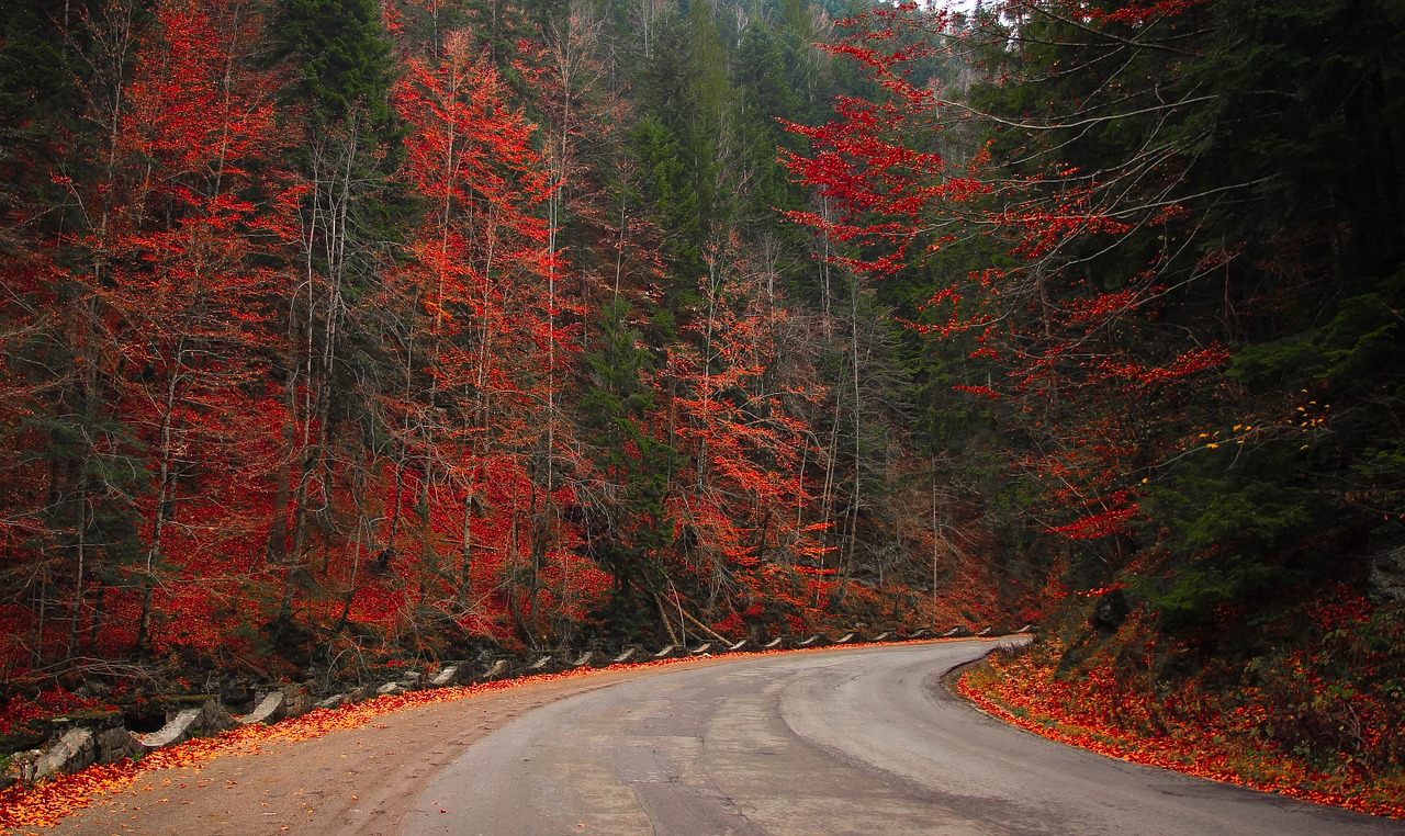 autumn woods forest free photo