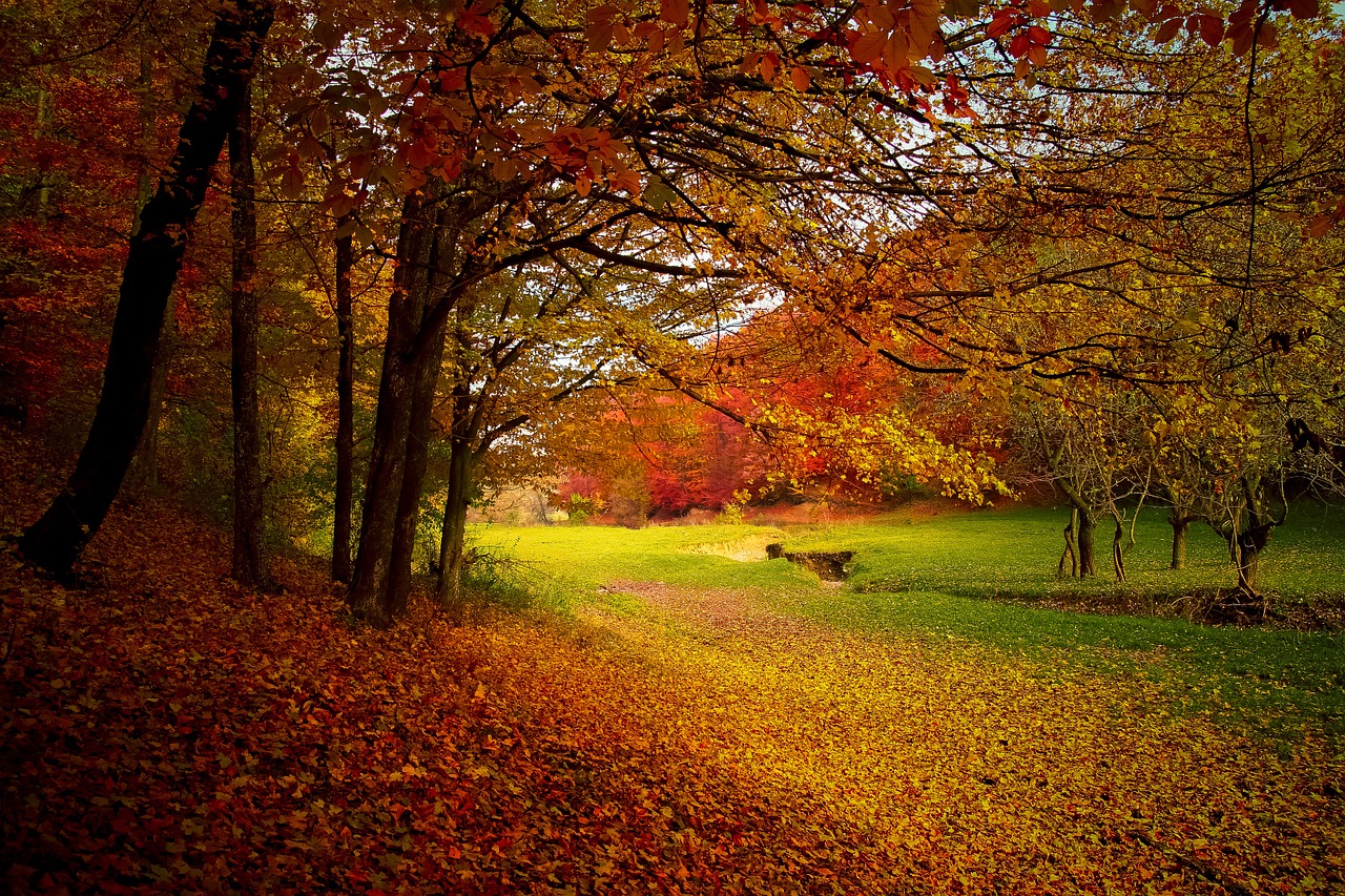 autumn forest woods free photo