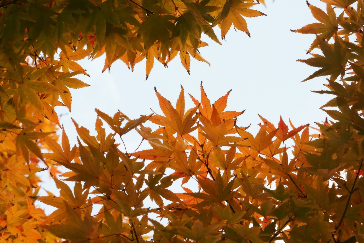 autumn autumn leaves leaves free photo