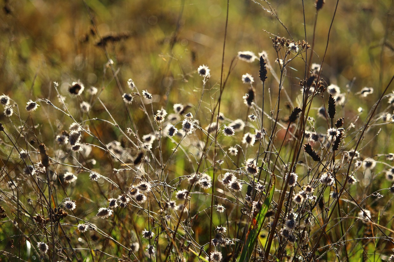 autumn grass rabbit clover free photo