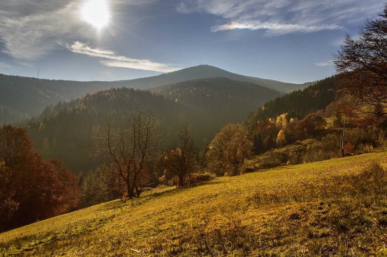 autumn forest tree free photo