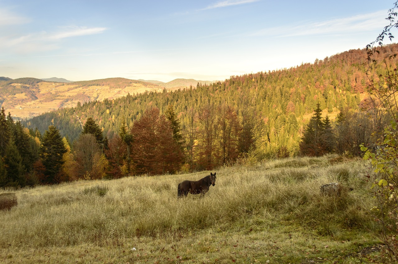 autumn outdoor hill free photo