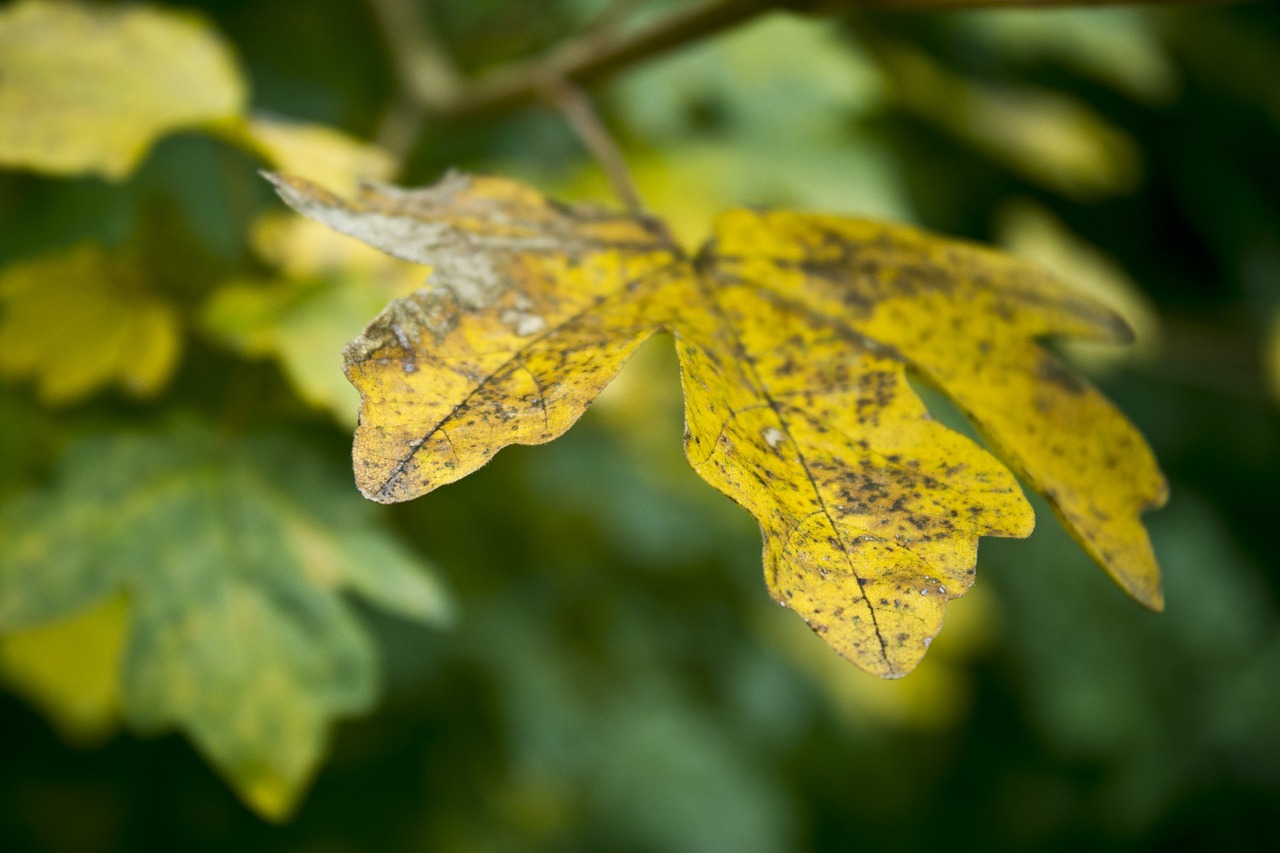 autumn fall leaves free photo