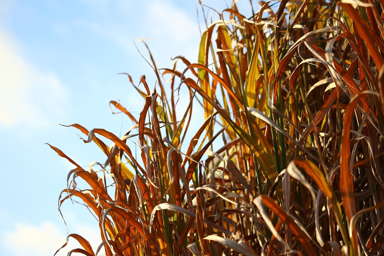 autumn grass grasses free photo