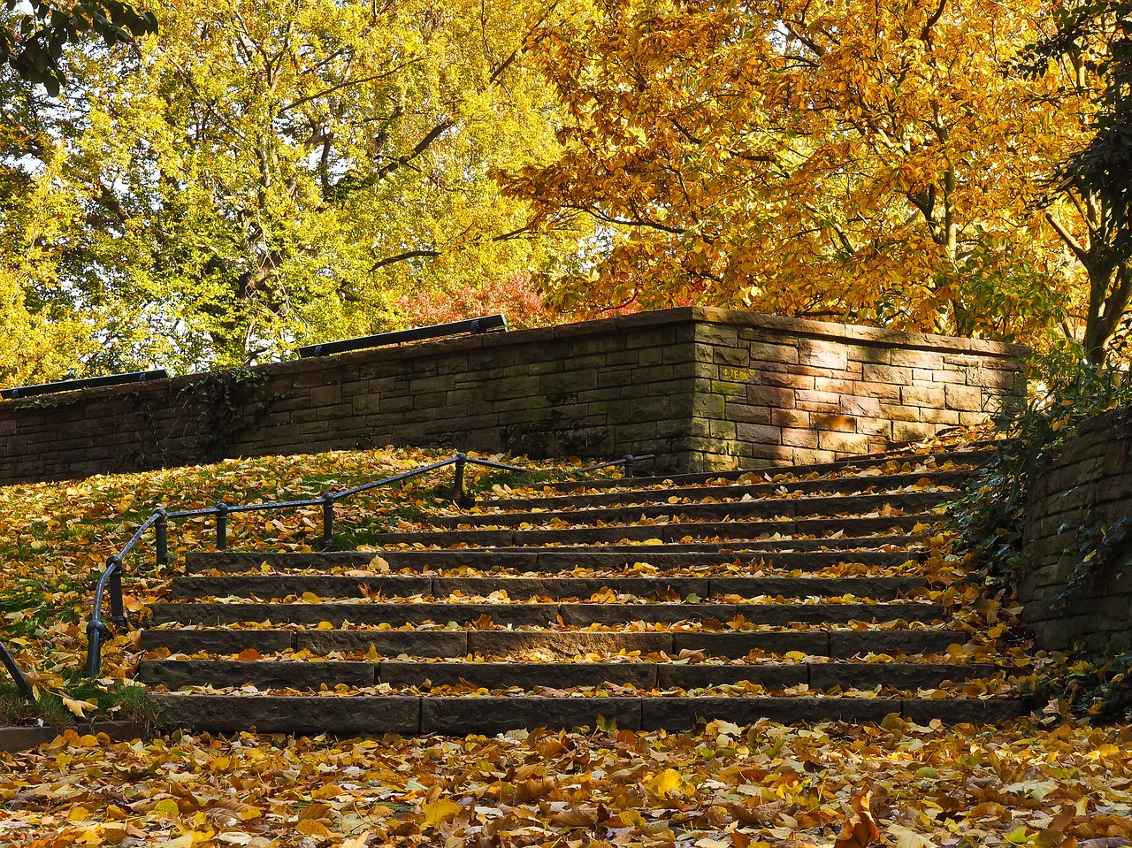 autumn leaves golden autumn free photo