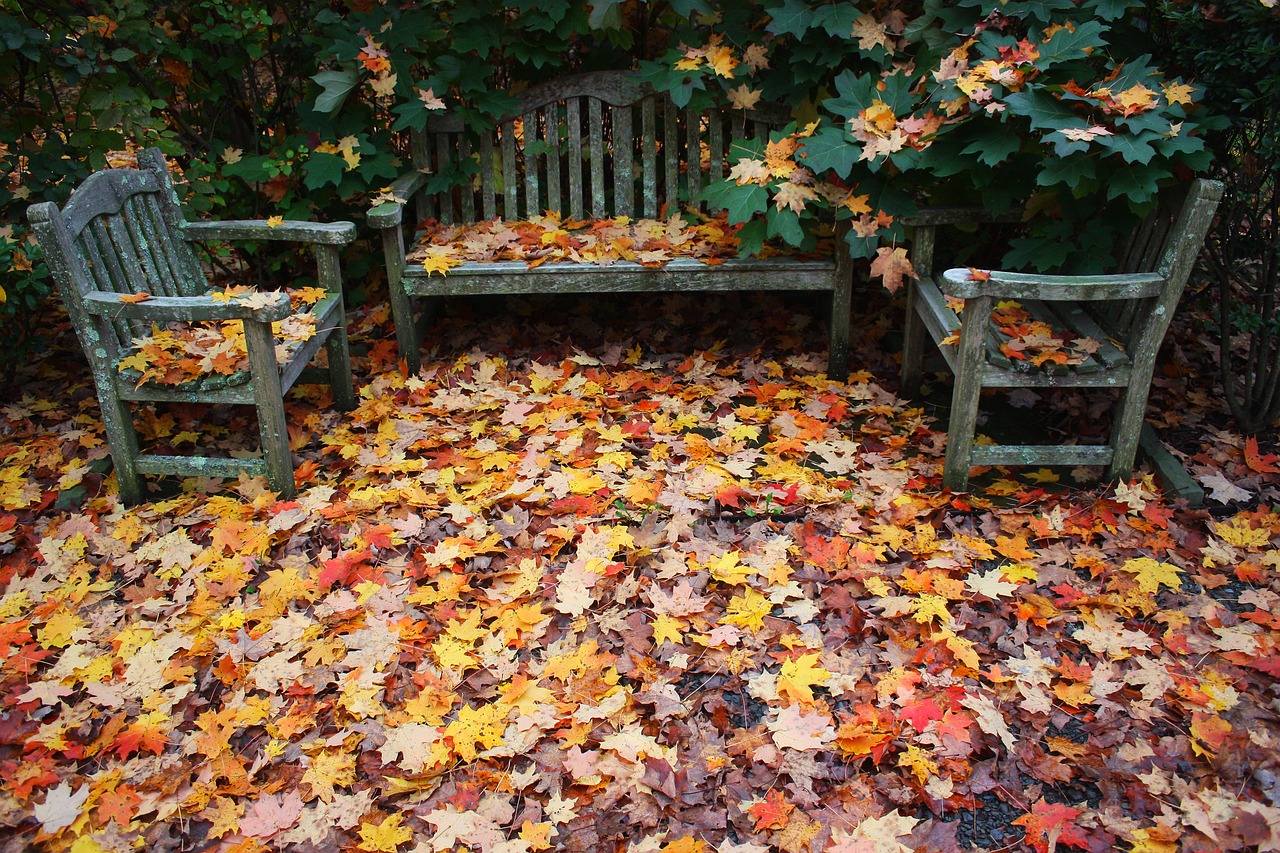 autumn fallen leaves free photo