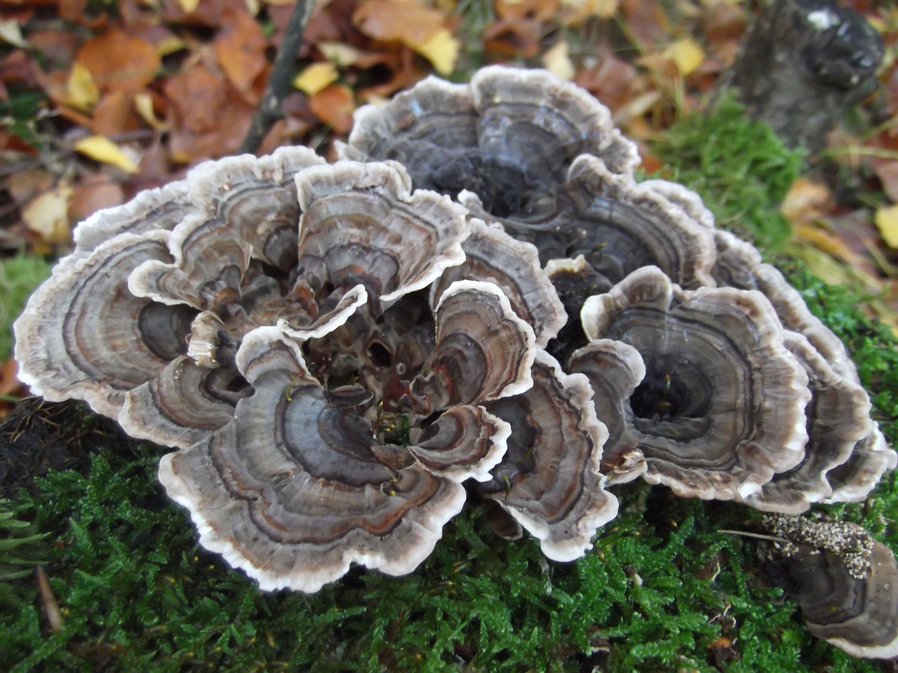 autumn mushroom tree fungus free photo
