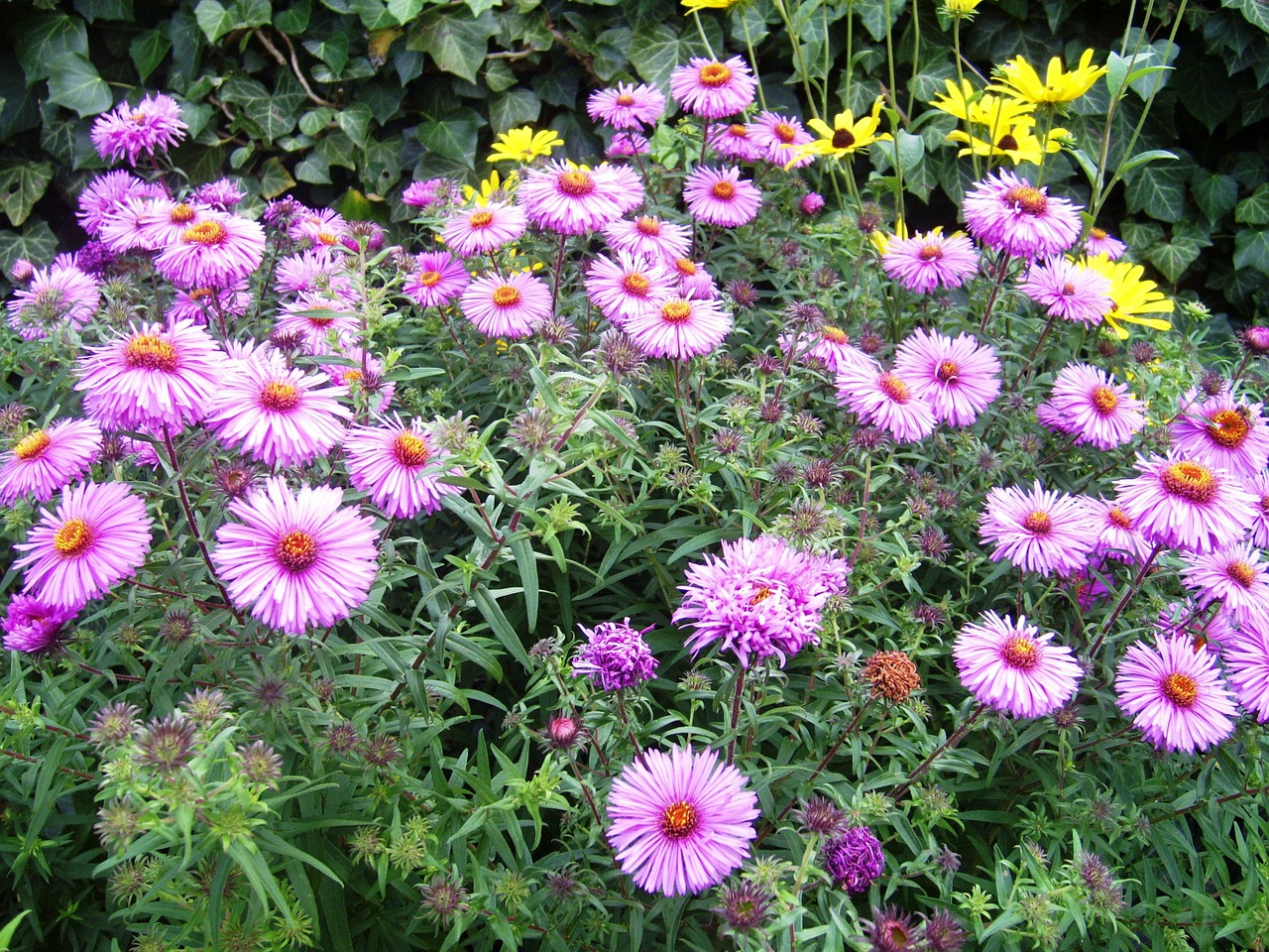 autumn aster pink free photo