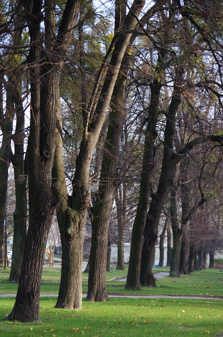 autumn park trees free photo