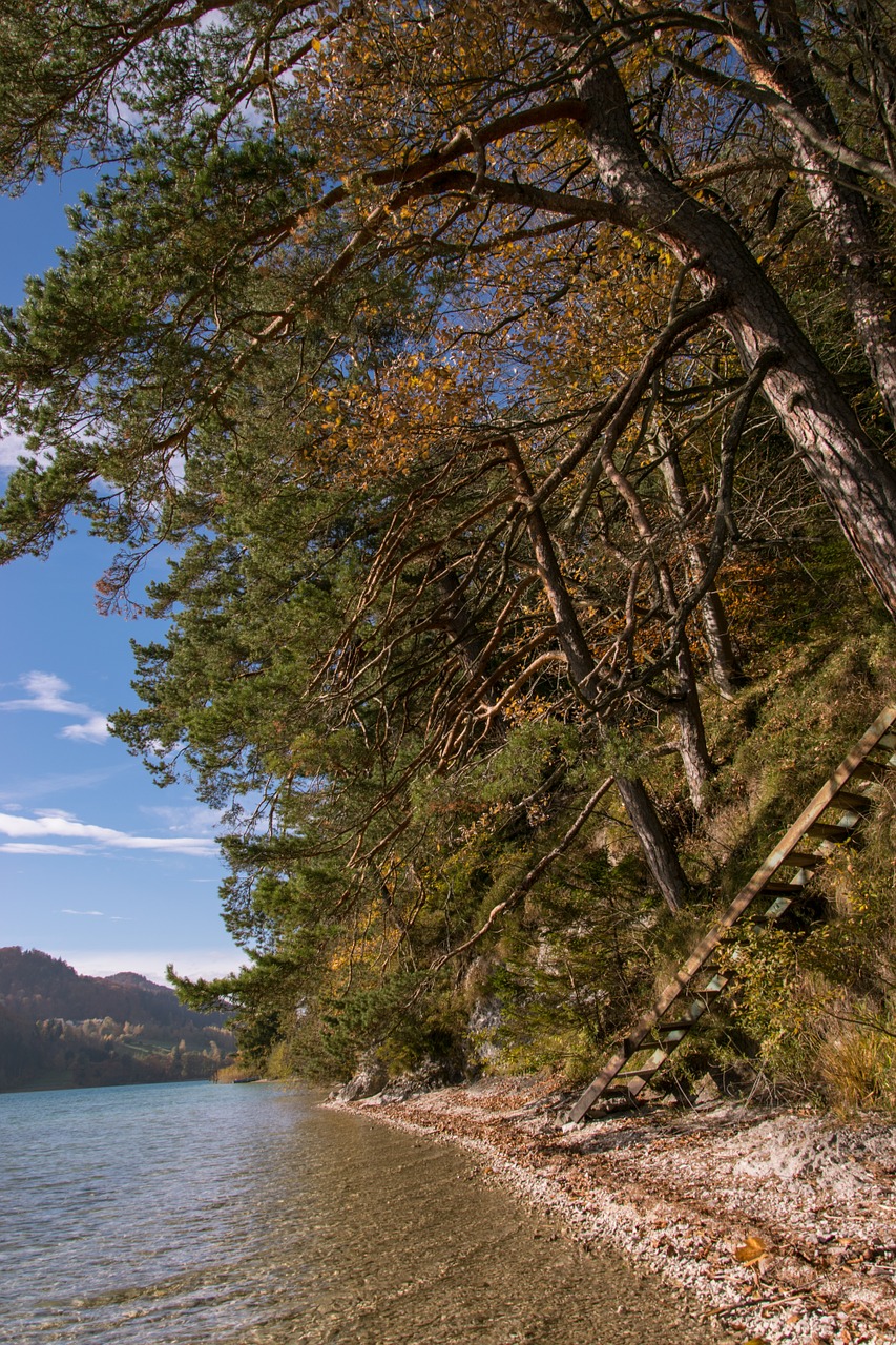 autumn fuschlsee tree free photo