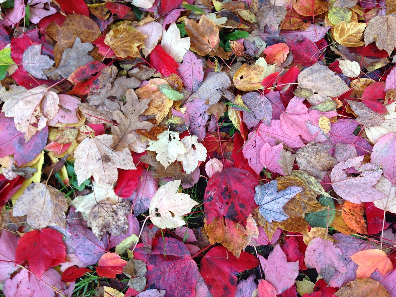 autumn colorful leaves free photo