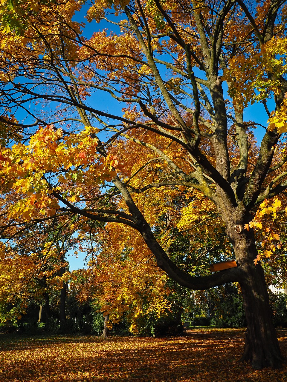 autumn tree golden autumn free photo