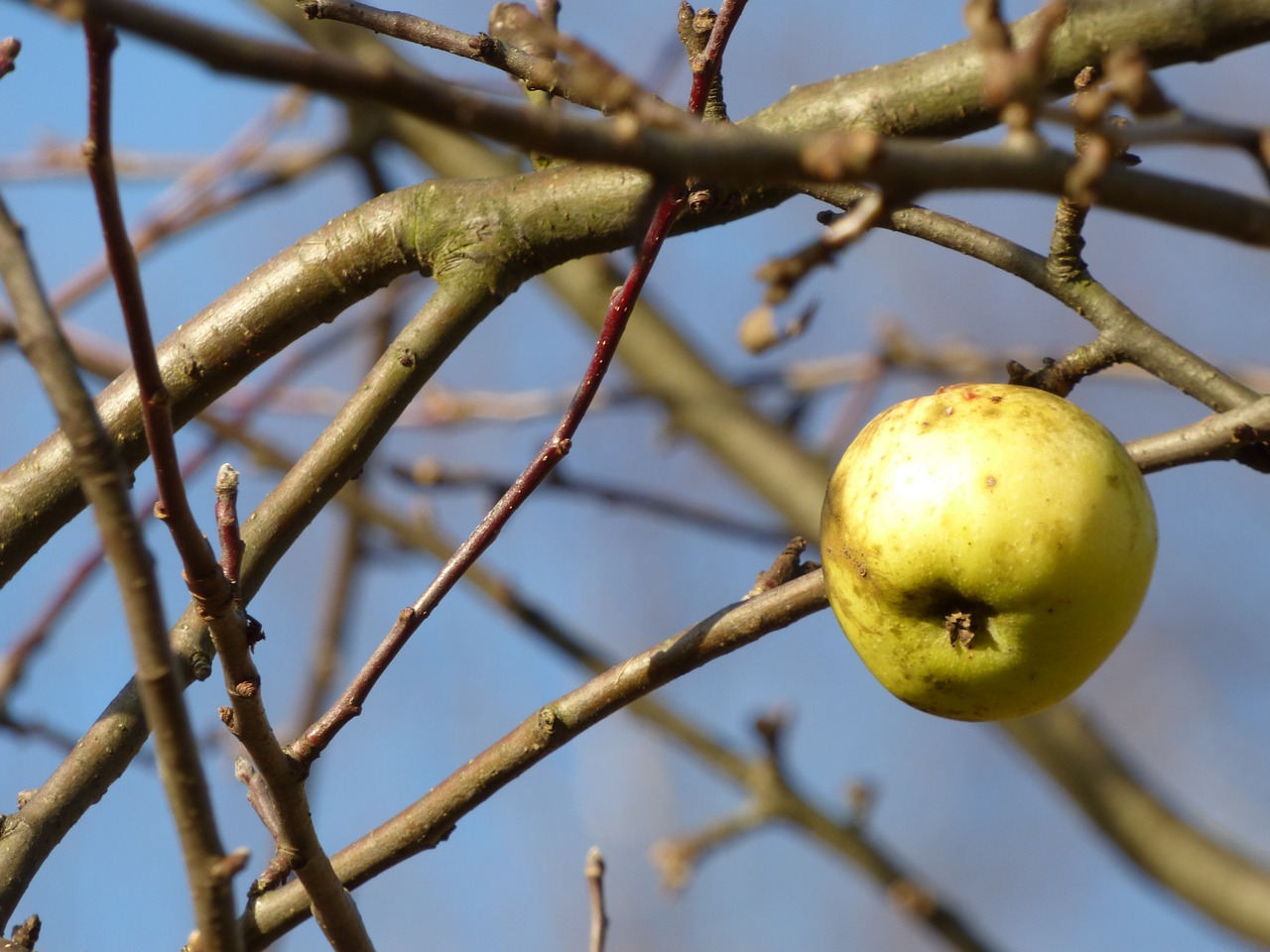 autumn apple apples free photo