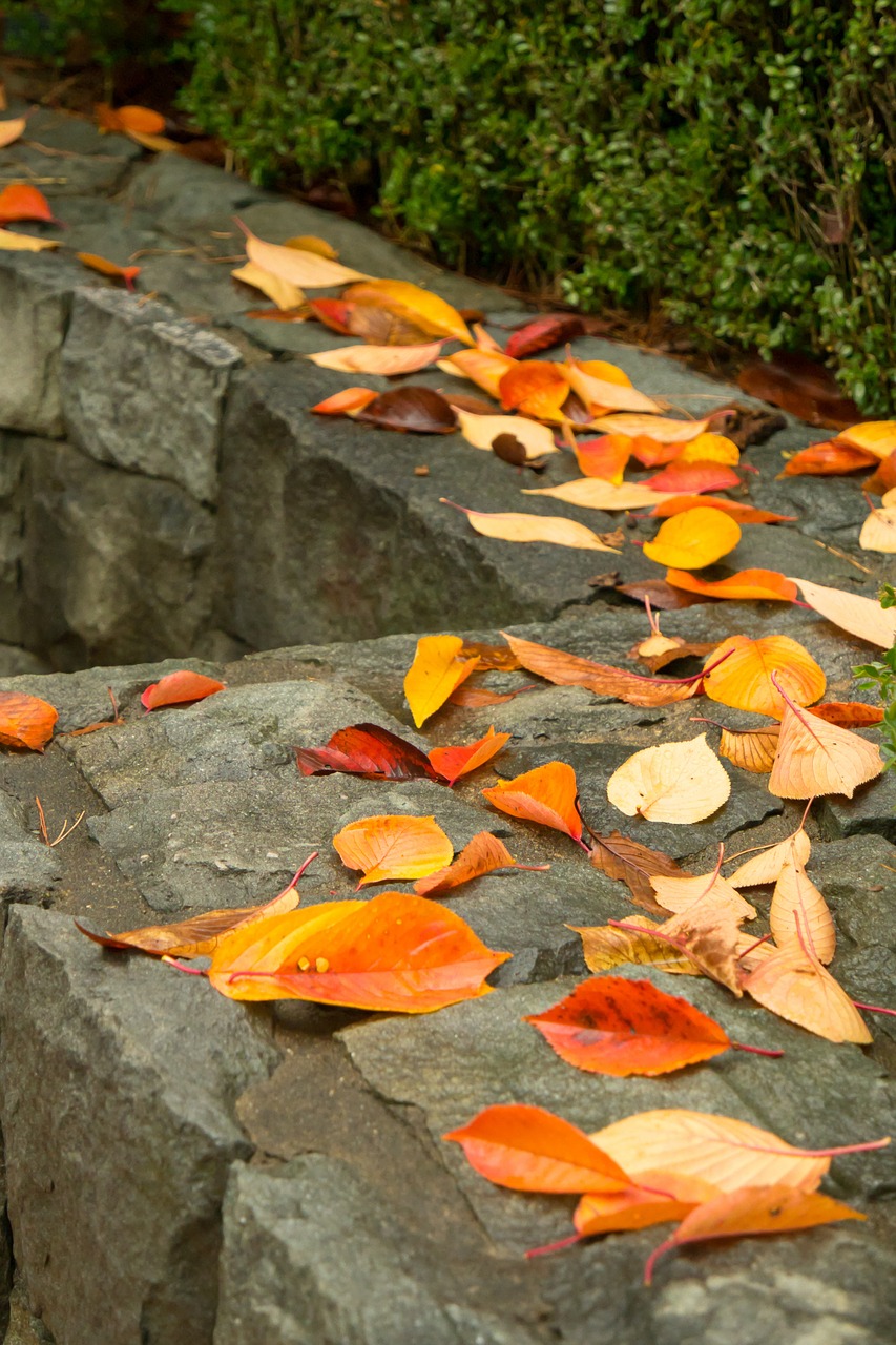 autumn autumn leaves yellow free photo