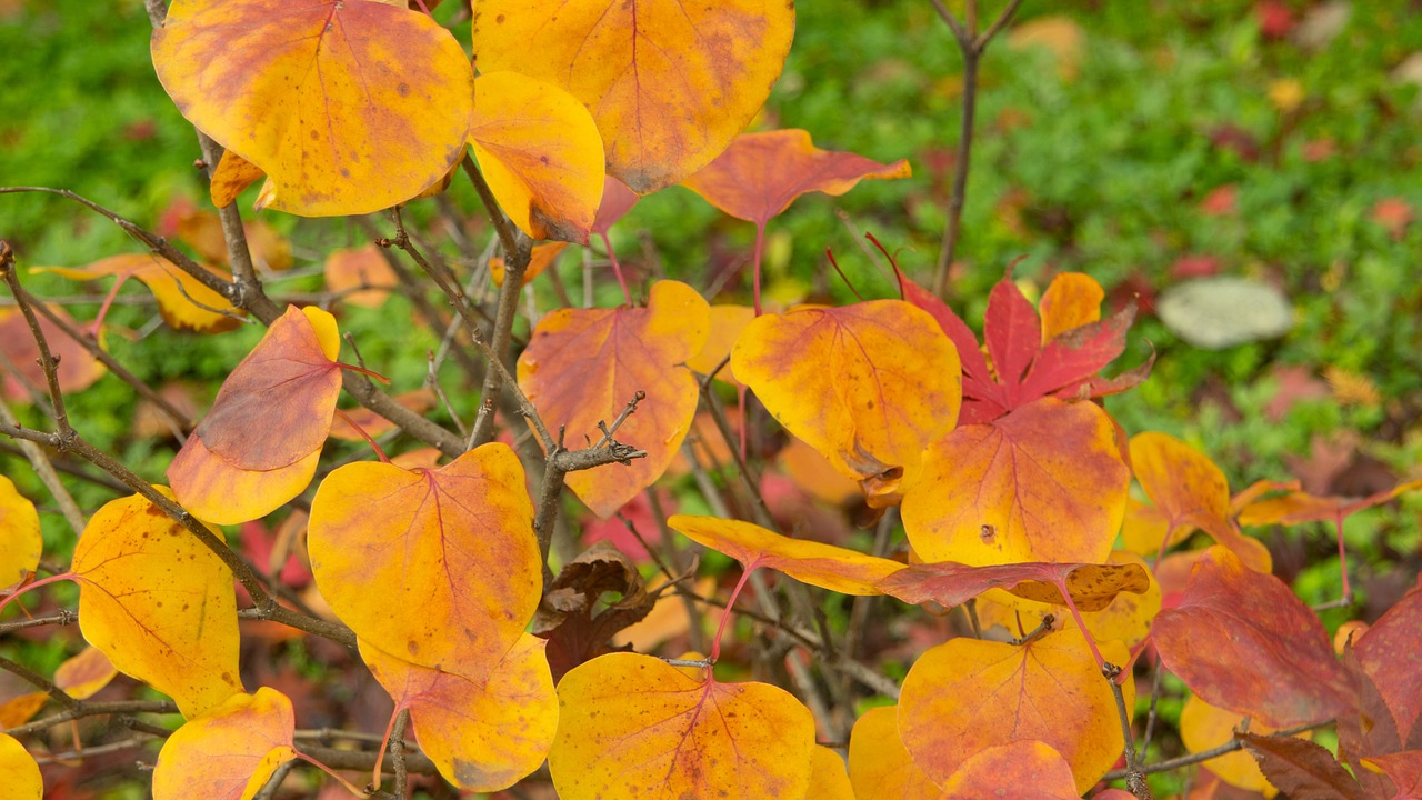 autumn autumn leaves yellow free photo