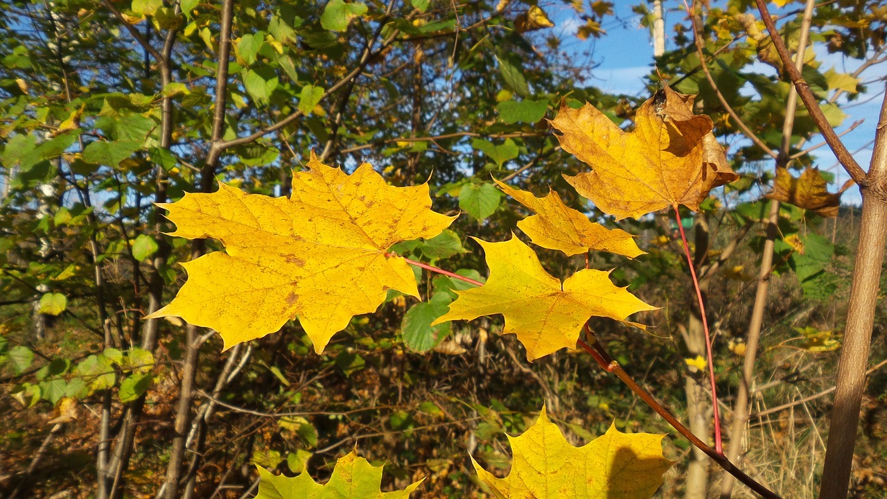 autumn leaves nature free photo