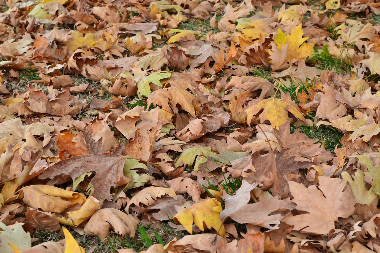 autumn leaves dry leaves free photo