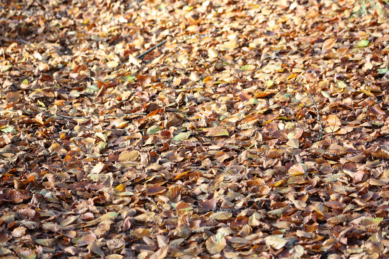 autumn leaves foliage free photo