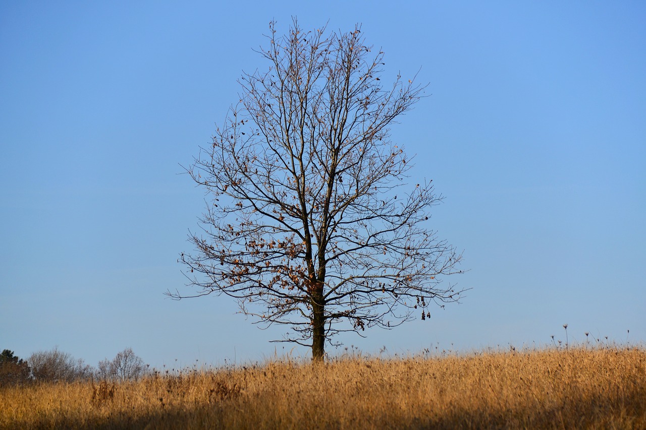 autumn oak loneliness free photo