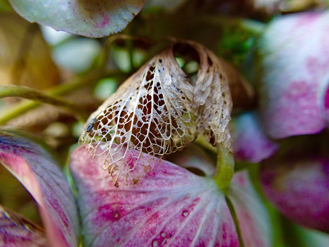 autumn transience wither free photo