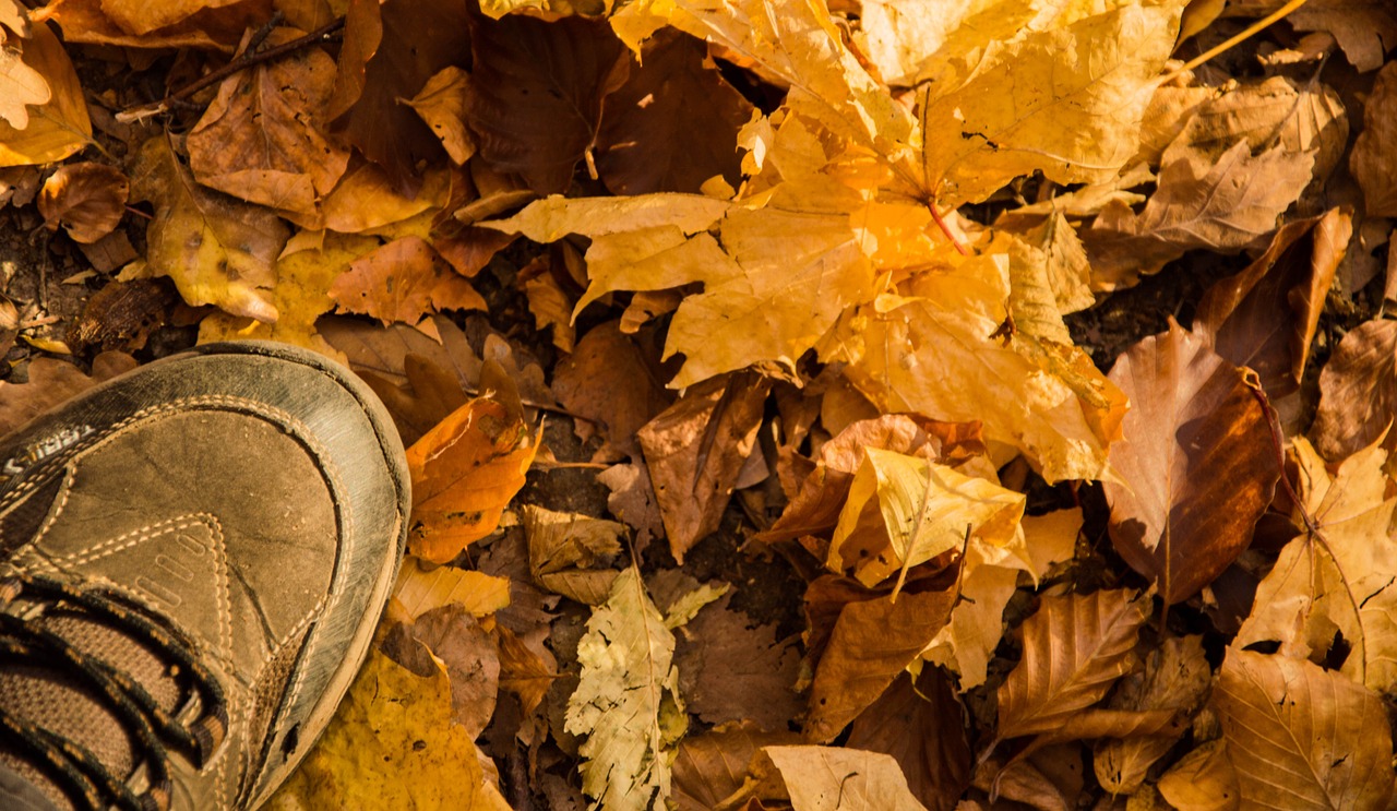 autumn leaves forest free photo