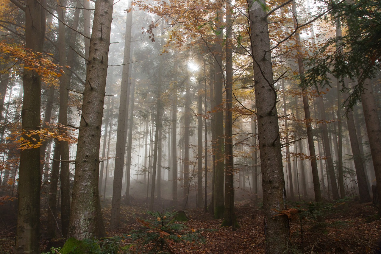 autumn fog colorful leaves free photo