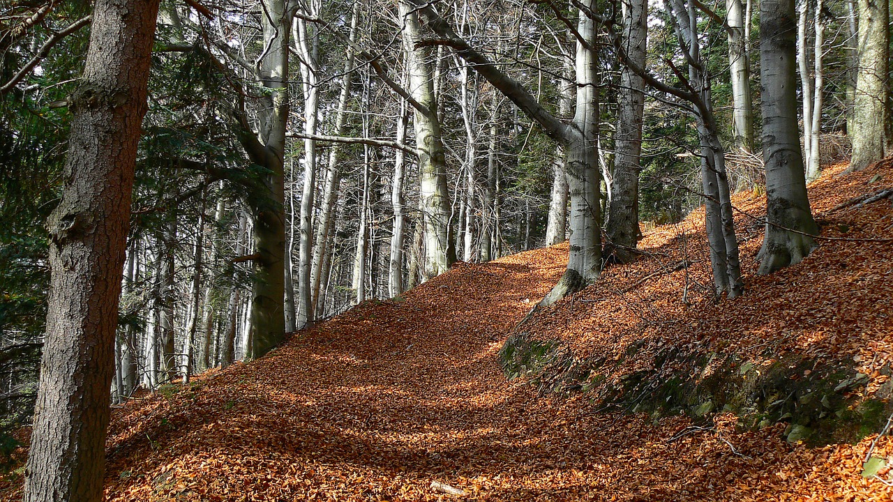 autumn forest road foliage free photo