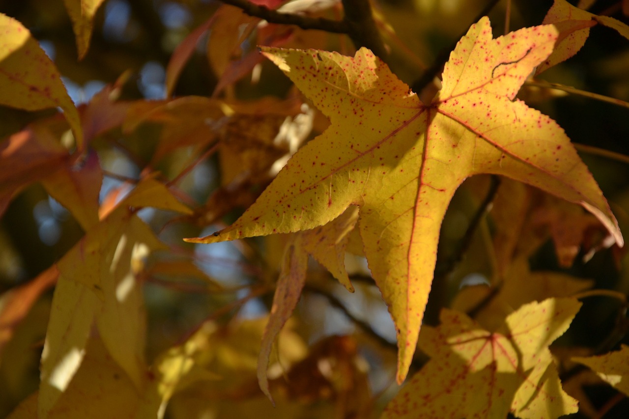 autumn leaf sun free photo