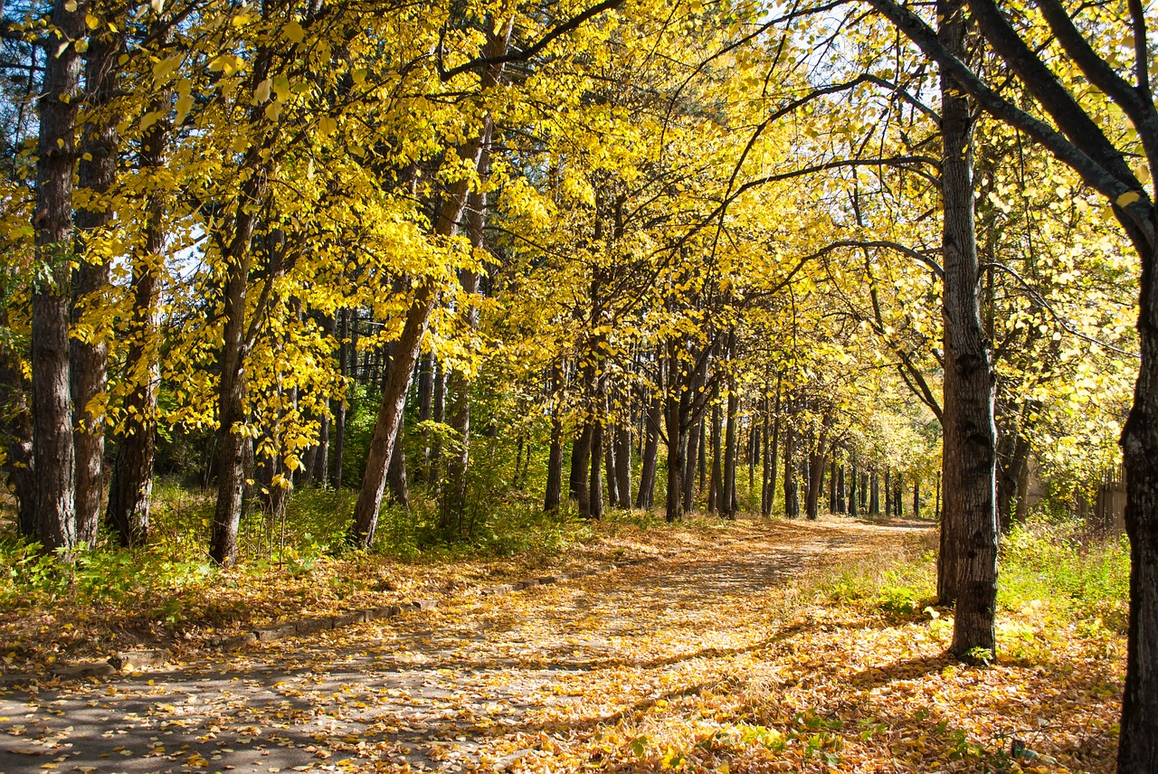 autumn yellow leaves forest free photo