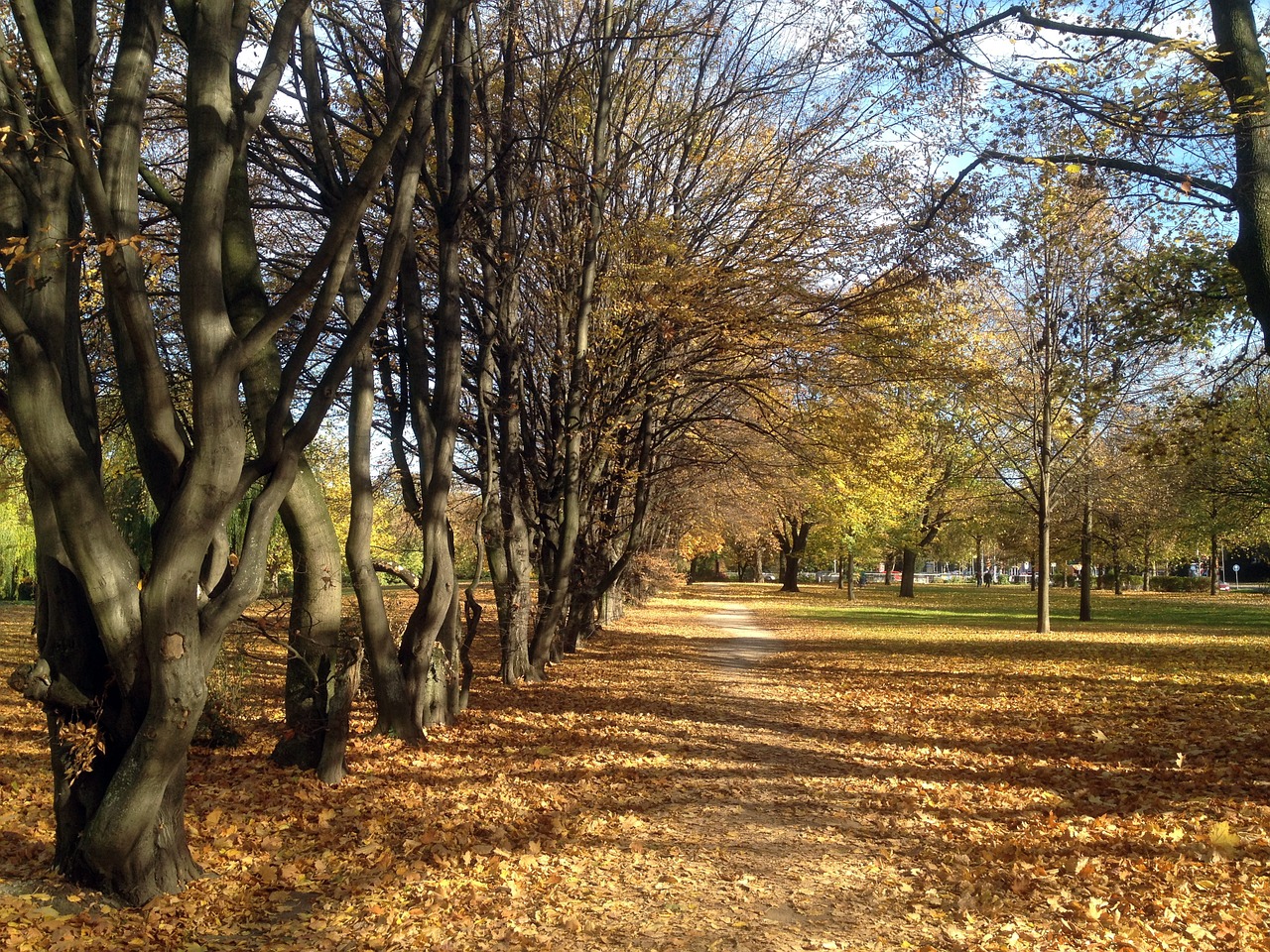 autumn park trees free photo