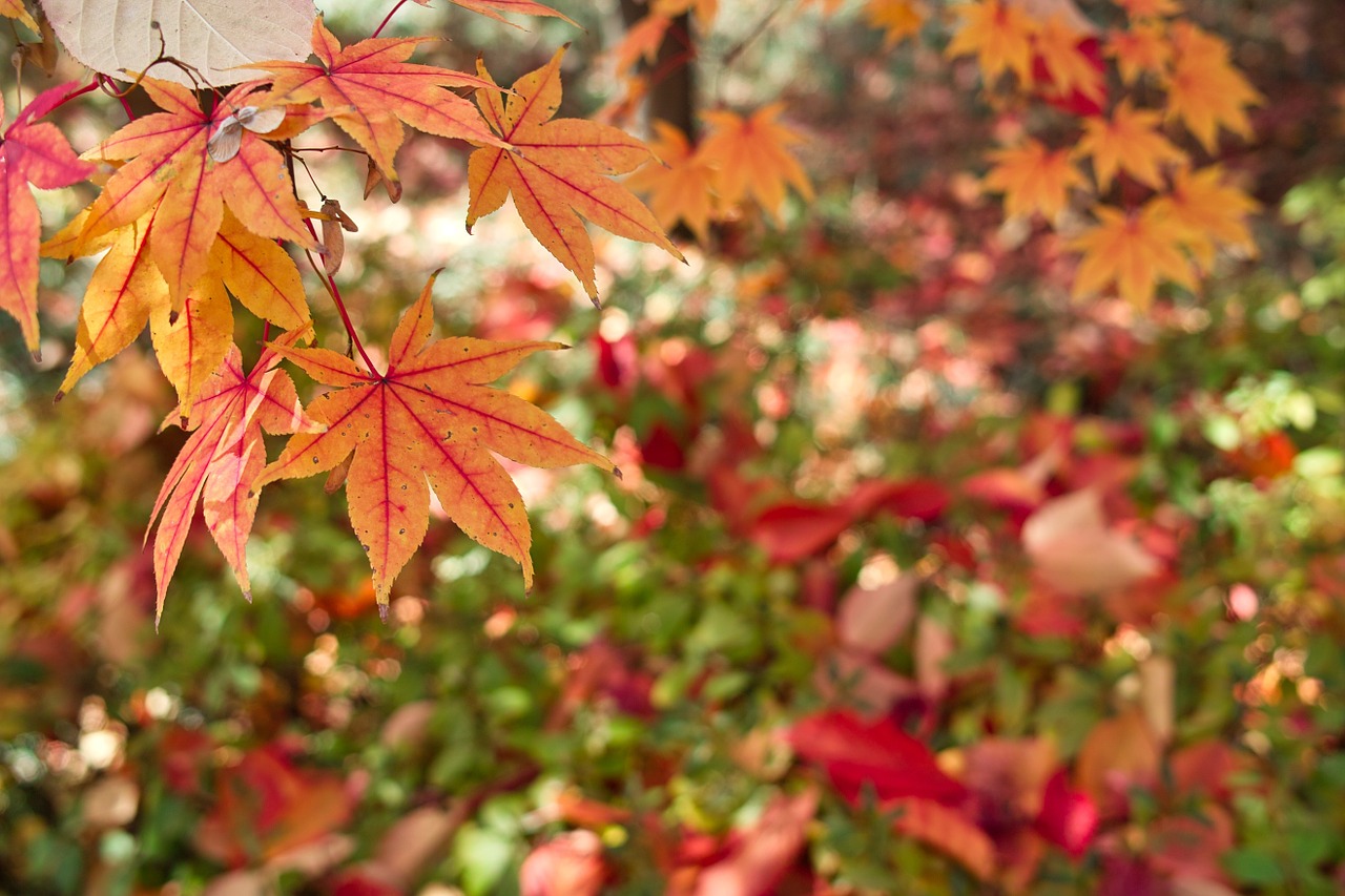 autumn the leaves autumn leaves free photo