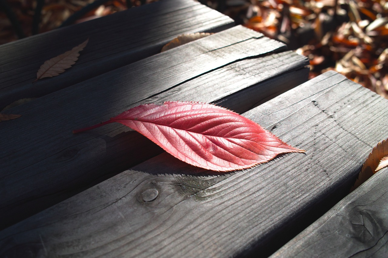 autumn the leaves leaves free photo