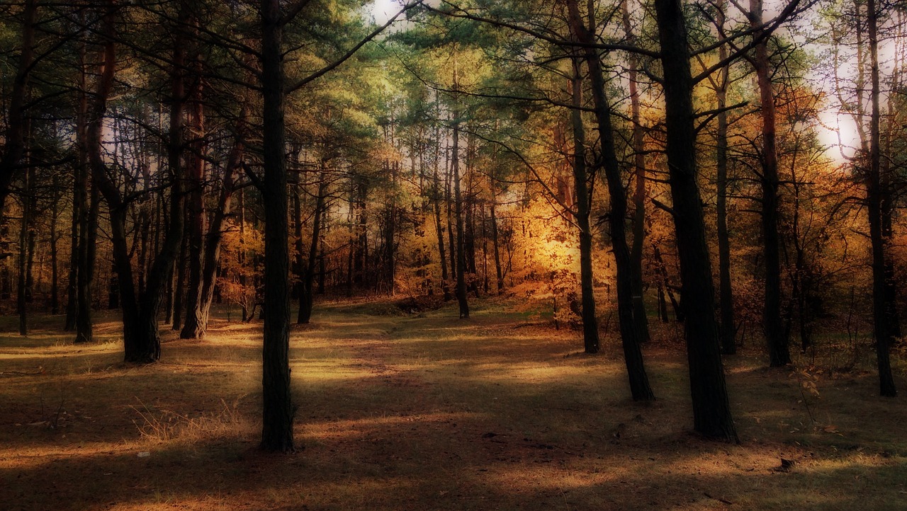 autumn forest colors free photo