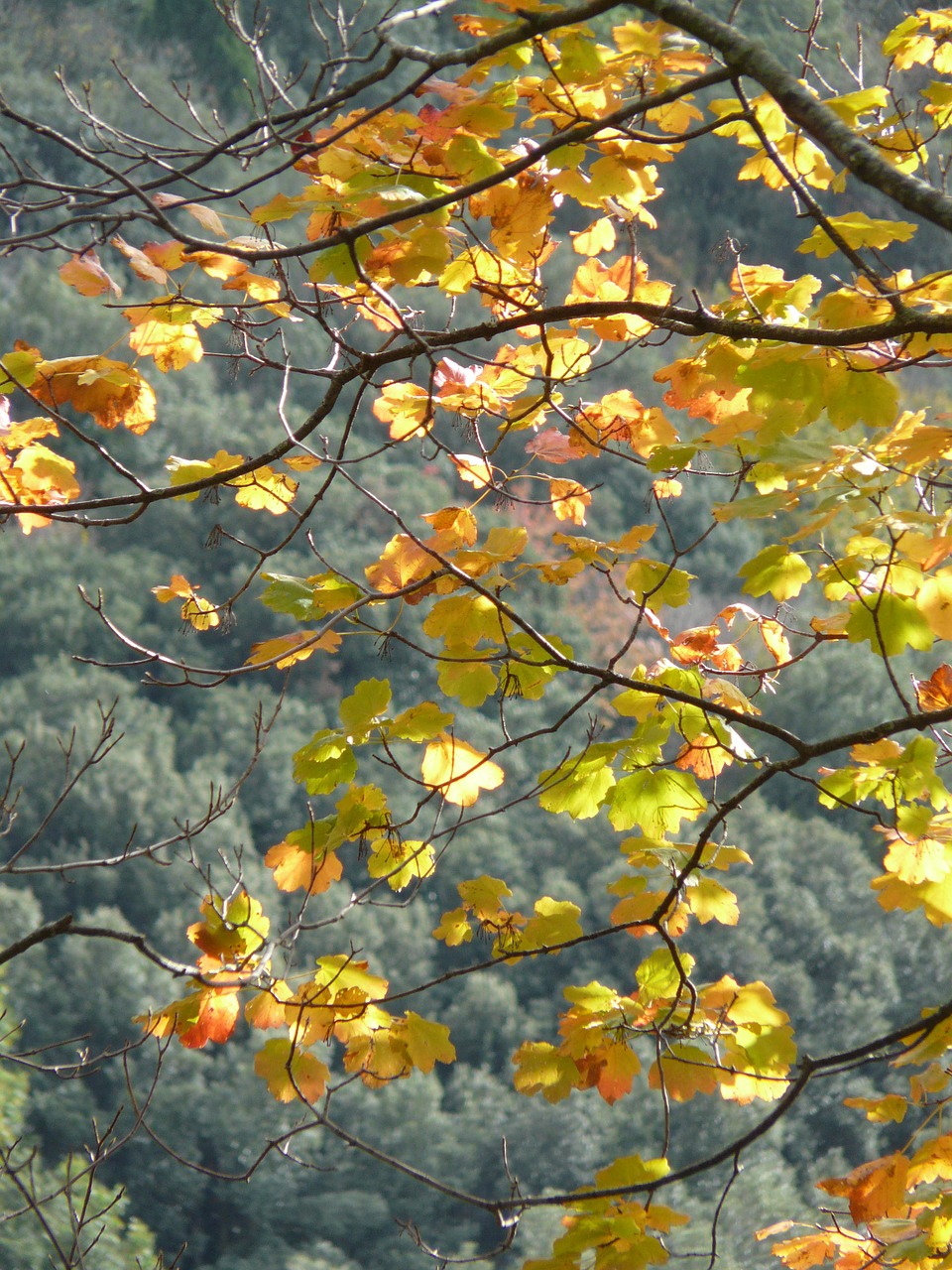 autumn foliage weather free photo