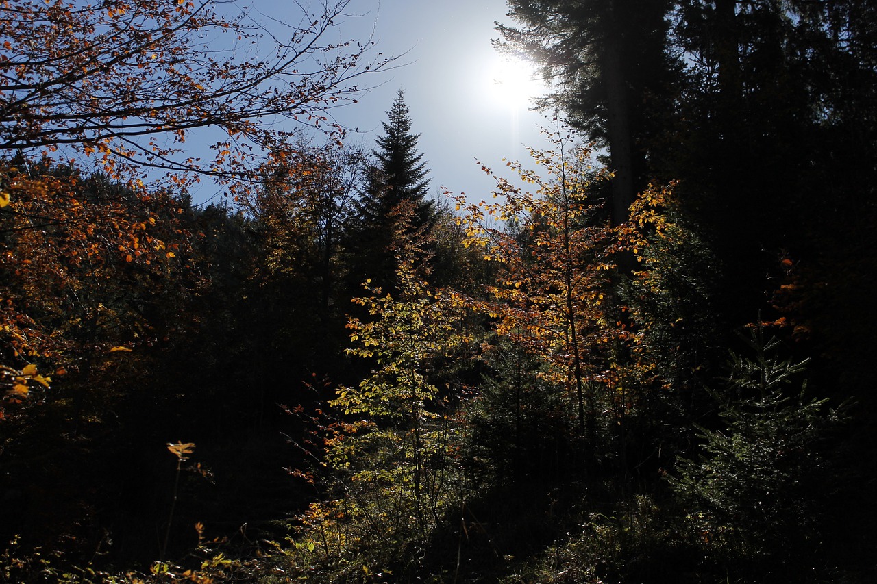 autumn landscape tree free photo