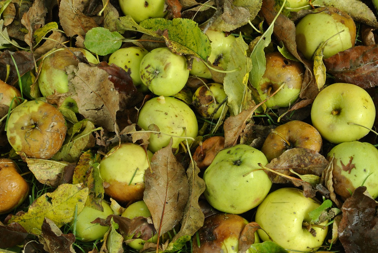 autumn apple fruit free photo