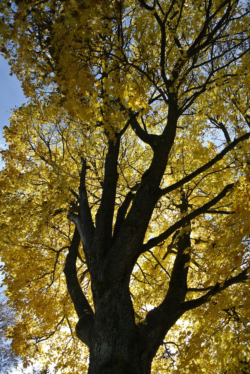 autumn yellow foliage free photo