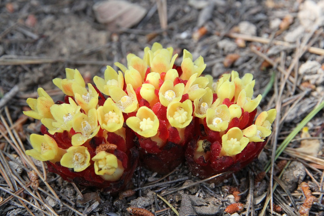 autumn forest fungi free photo