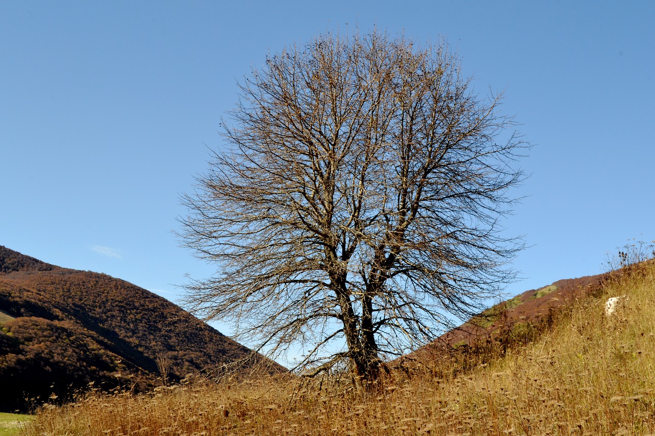 autumn mountain tree free photo